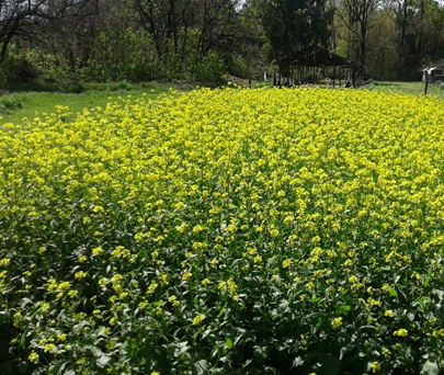 Obtención de la primera variedad argentina de mostaza india: SANTA CATALINA UNLP, para su utilización como biofumigante.

Perniola, O. S. et al. (2021). Innovación Y Desarrollo Tecnológico Y Social, 3(1), 1–23. 
doi.org/10.24215/26838…