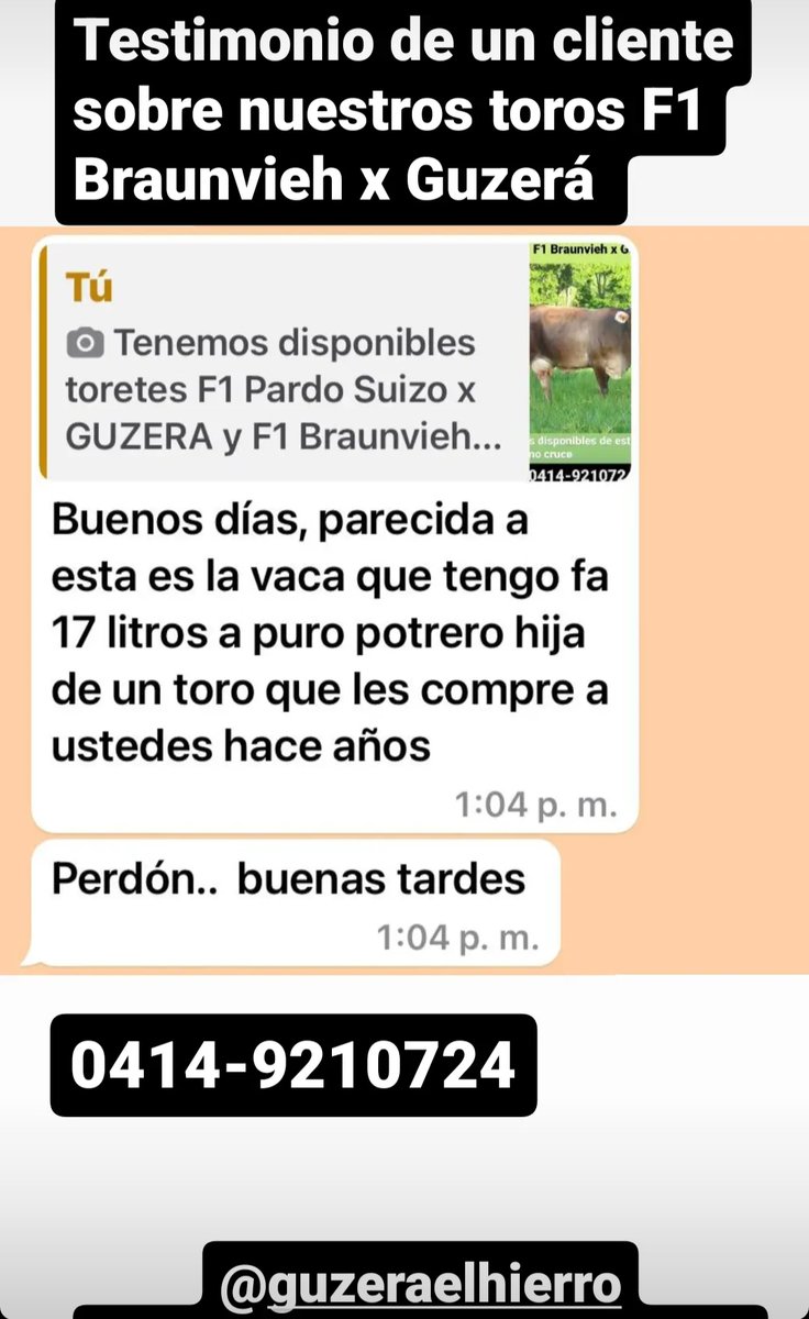 Tenemos disponibles toretes F1 Braunvieh x Guzera y tambien F1 Pardo Suizo x Guzera. Mejoradores de LECHE y CARNE en ganado mestizo lechero. Son muy rústicos y producen mas en menor tiempo. Tel: 0414-9210724 Instagram:@ganadof1