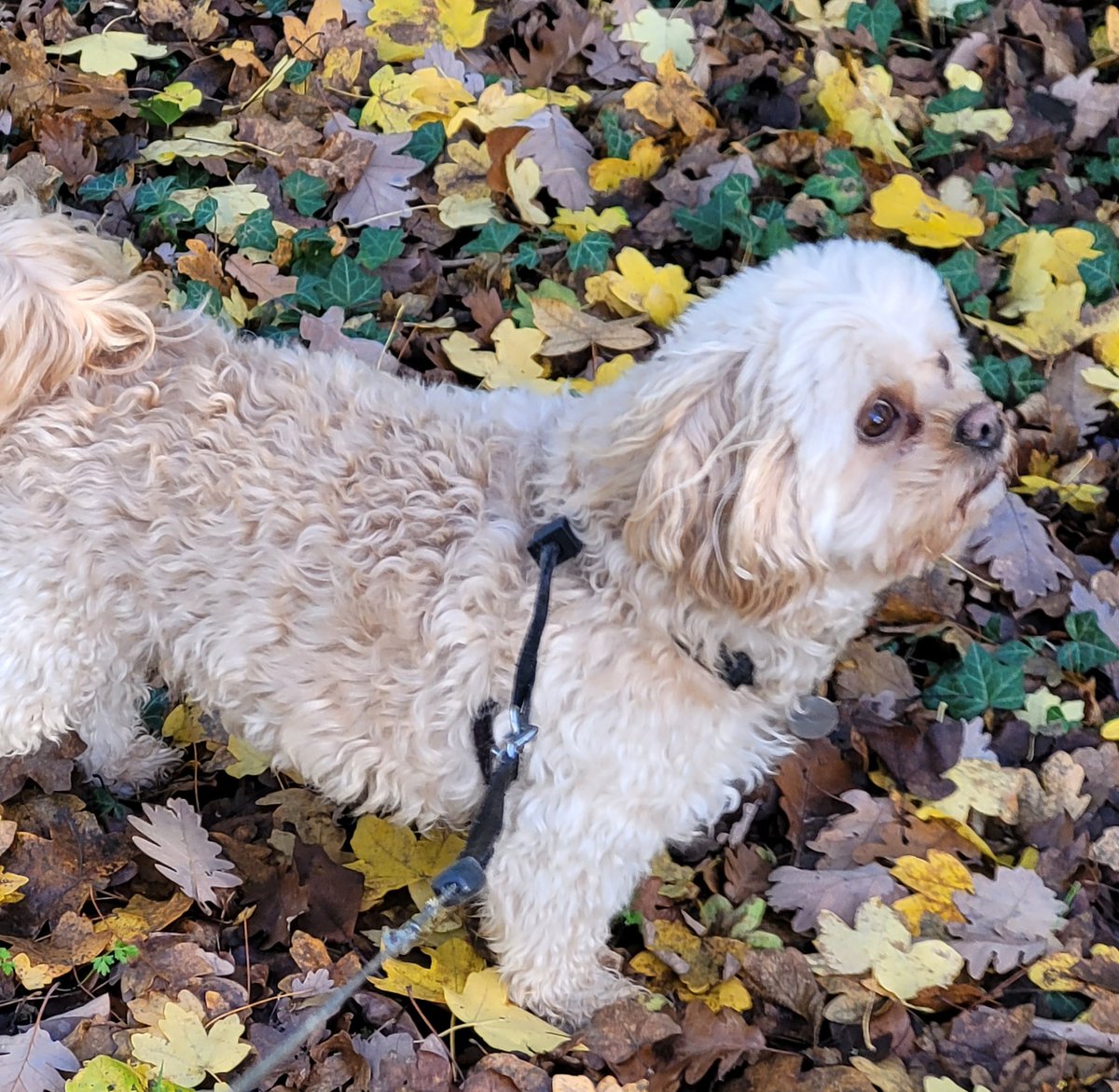 Emma Hill tweet media