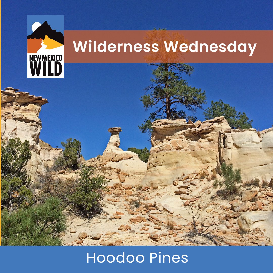 New Mexico Wild tweet media