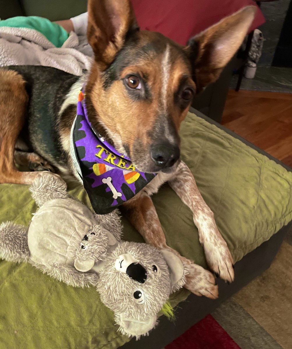 Day 27: “Scarf or Bandana” I Put On My ‘Trick or Treat “Bandana” for Koala and Now She Wants To Go Ring Door Bells! Silly Koala It’s Not Time Yet! 
🐶🧣🐨🎃🚪🔔👻 #PhotoChallenge2023September #NationalScarfDay #dogsoftwitter #catsoftwitter #SaveKoalaMonth