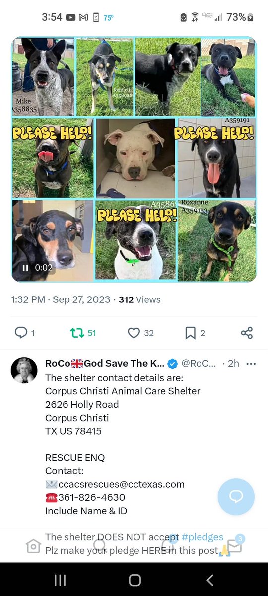 rothfarms's tweet photo. 🚨 HELP! 🆘 LOW pledges mean they DIE TOMORROW🖤😫 Click ID # to view pups bio 👇 🙏
Kenny #A358928
Jerry #A359263
Star #A358673
Collin #A359172
Mike #A358835
Cajun #A359367
Inky #A359191
Felicity #A359290
Roxy #A359153
Glenn #A359269
@ccacsrescues@cctexas.com
📞 361-826-4630 https://t.co/o3HQGmrKni