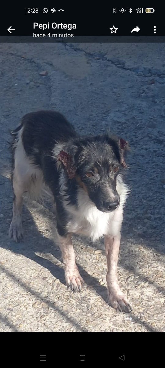 silvia mensegar tweet media