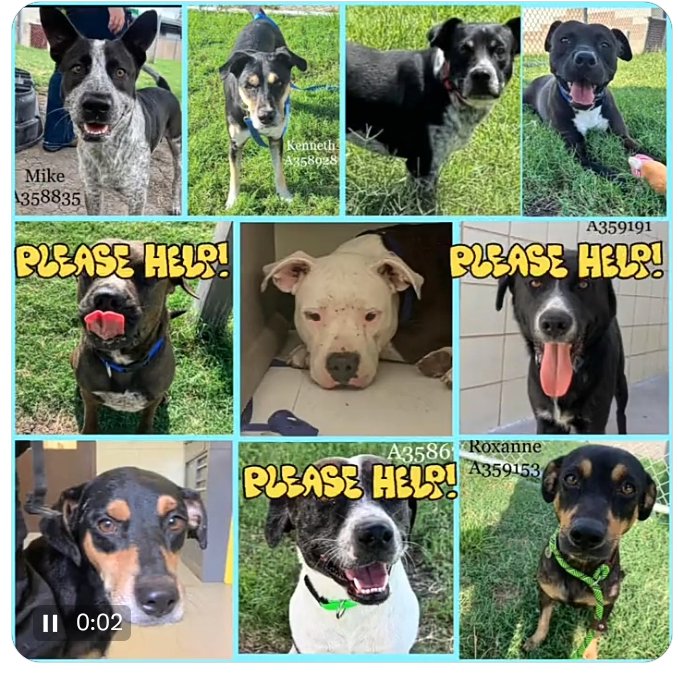 rothfarms's tweet photo. 🚨 HELP! 🆘 LOW pledges mean they DIE TOMORROW 🖤😫 Click ID # to view pups bio 👇
Kenny #A358928
Jerry #A359263
Star #A358673
Collin #A359172
Mike #A358835
Cajun #A359367
Inky #A359191
Felicity #A359290
Roxy #A359153
Glenn #A359269
@ccacsrescues@cctexas.com
📞 361-826-4630 https://t.co/JKwrvRatur