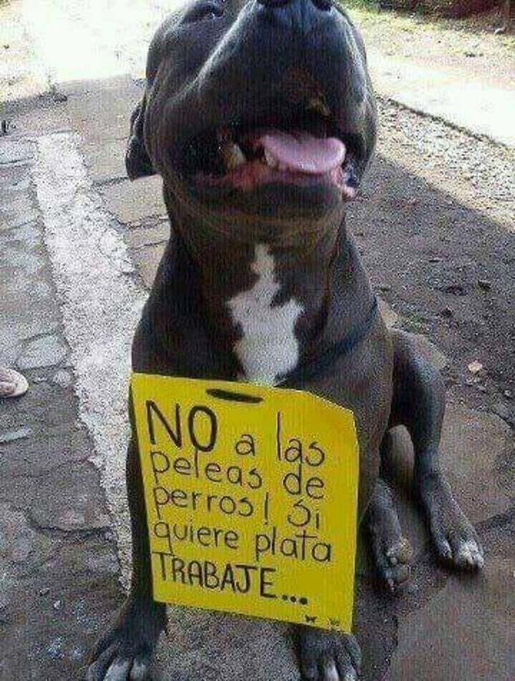 Mayú Guillén 🇲🇽🇺🇦 (@mayumiguillen) on Twitter photo 