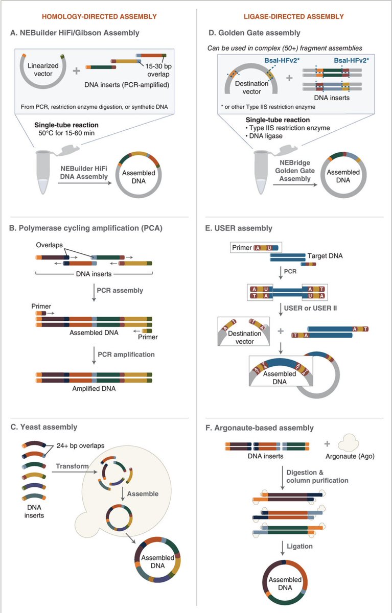 High-Complexity One-Pot Golden Gate Assembly

from <a href="/NEBiolabs/">New England Biolabs</a> 
…rentprotocols.onlinelibrary.wiley.com/doi/10.1002/cp…