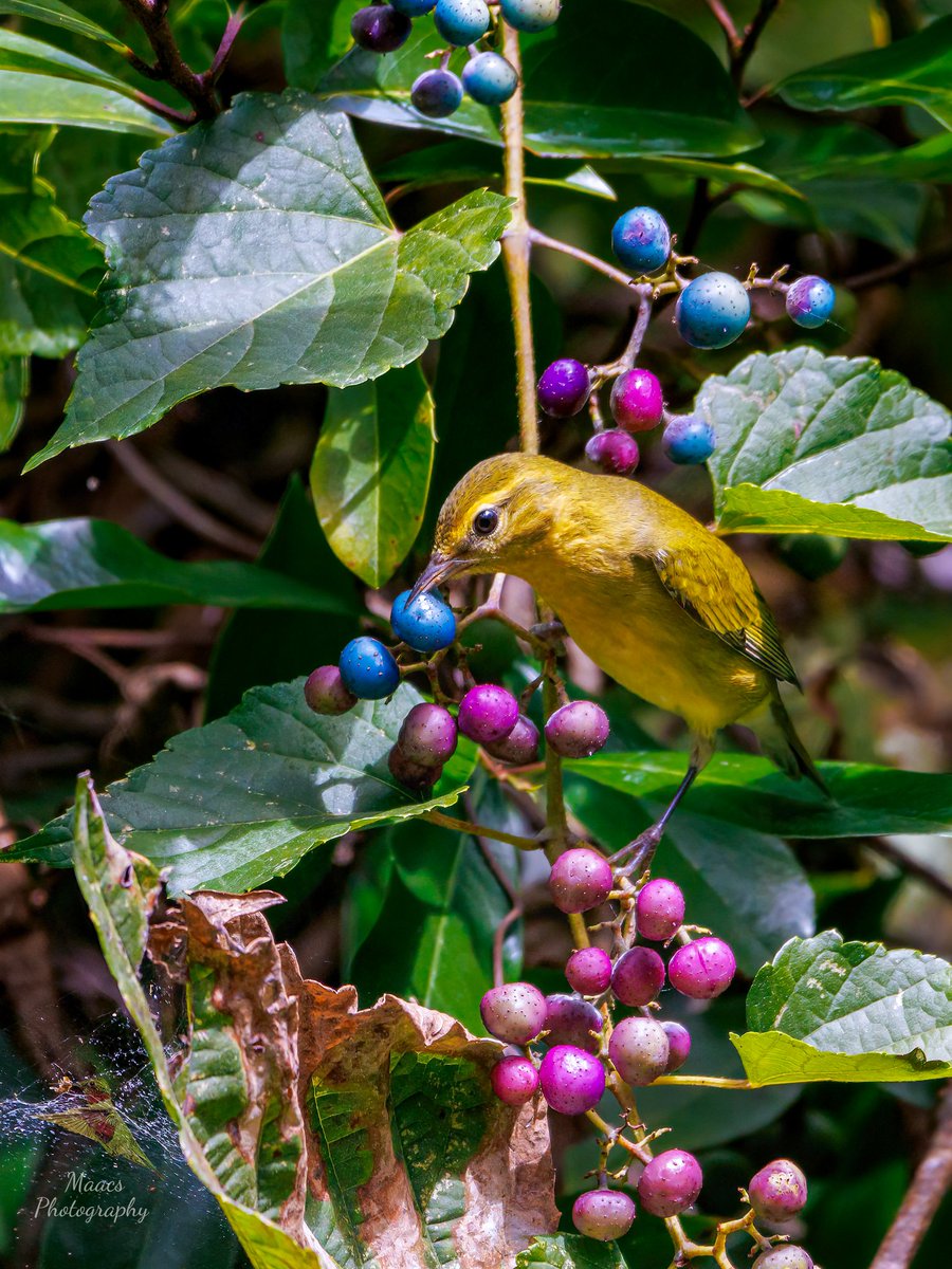 gone_mac's tweet image. Caught a #TennesseeWarbler munching on these very colorful berries.
#Canon EOS R7

#warblers 
#TwitterNatureCommunity #wildlifephotography #birds #birdphotography #birding #BirdTwitter @birdsunlimited  @NatGeoPhotos #canonphotography #ShotOnCanon #NaturePhotography #CanonFavPic