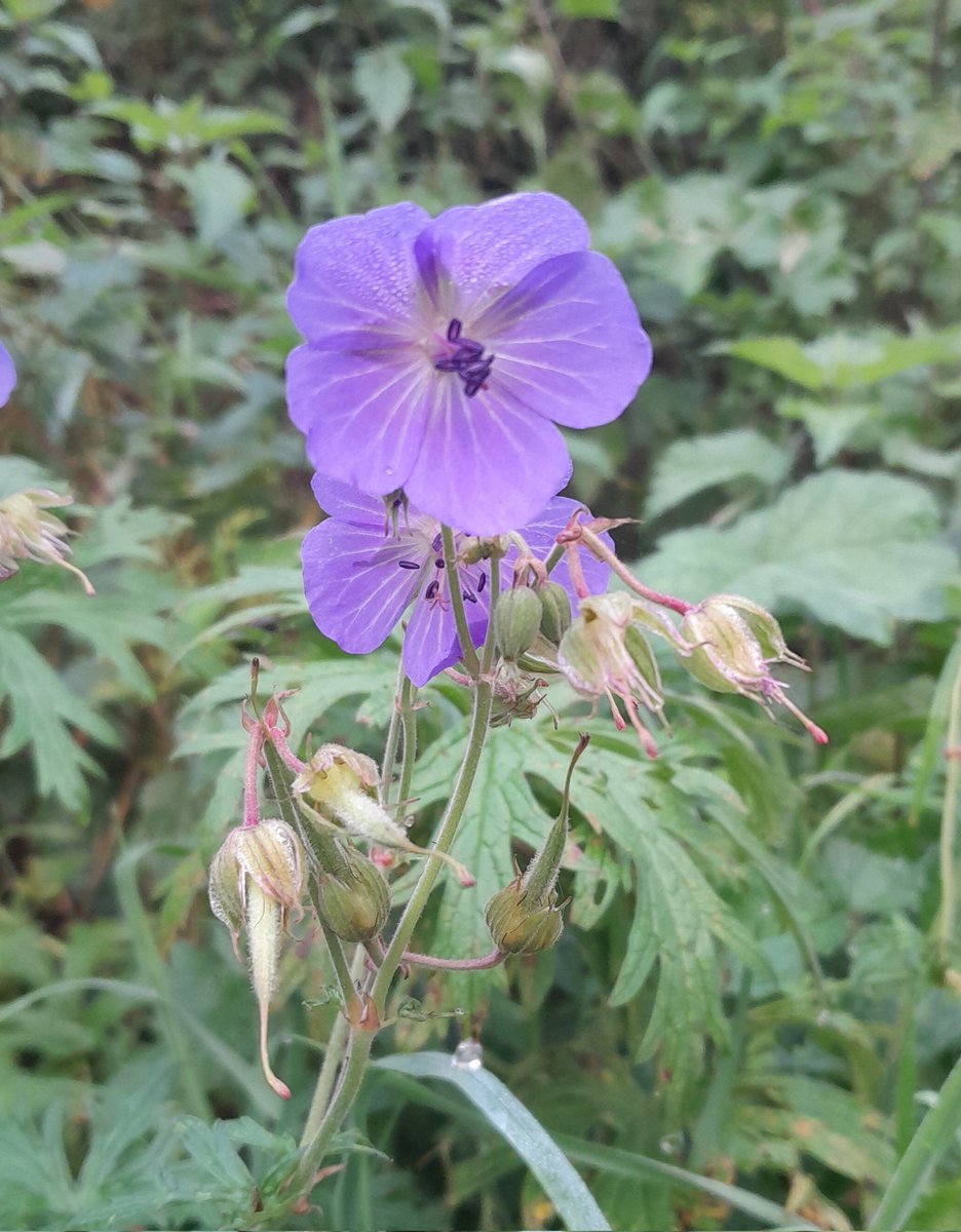 Deeside Sparrow tweet media