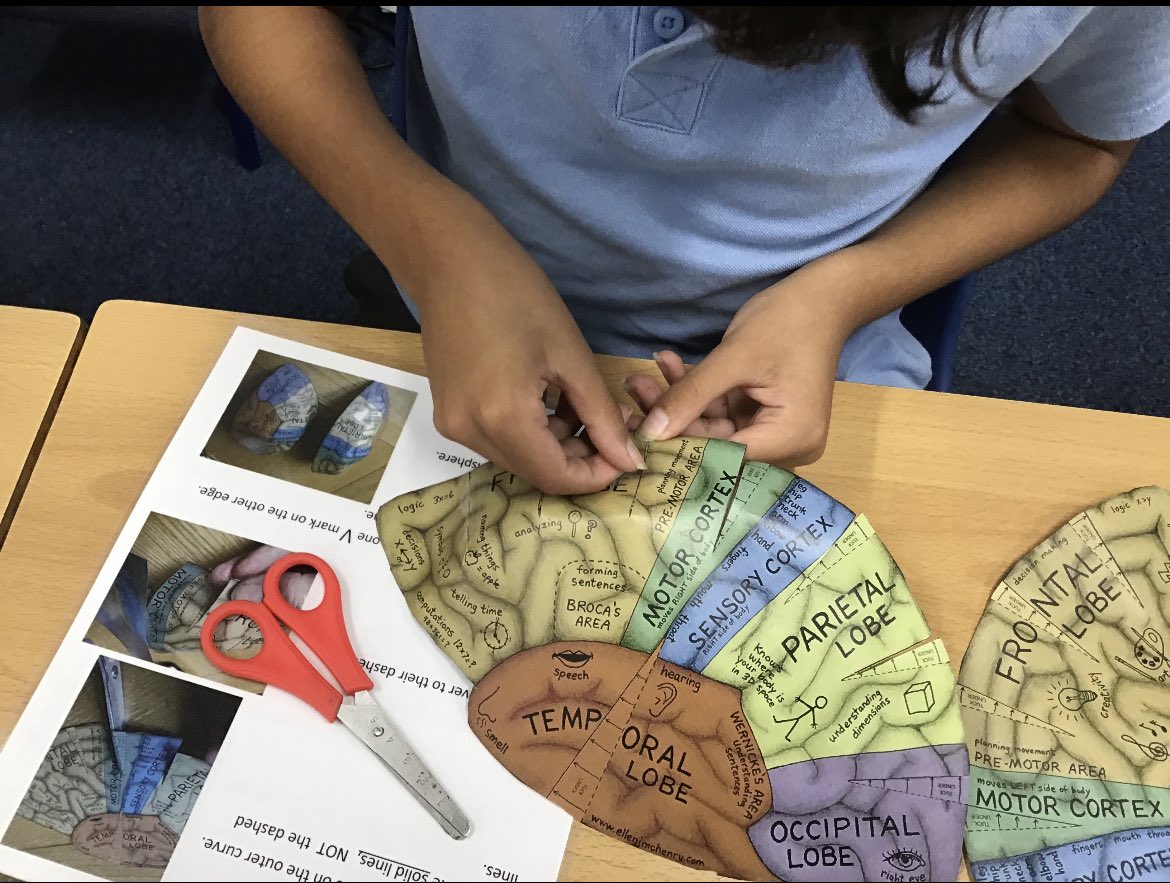 Meole_Primary's tweet photo. STEM club are busy being scientists this term learning all about our BRILLIANT BODIES.
This week we persevered and worked together demonstrating our school values whilst creating brain hats, identifying what each part of the brain does. 🧠🥼🧪
Well done, scientists! https://t.co/MWg6HMtC7V