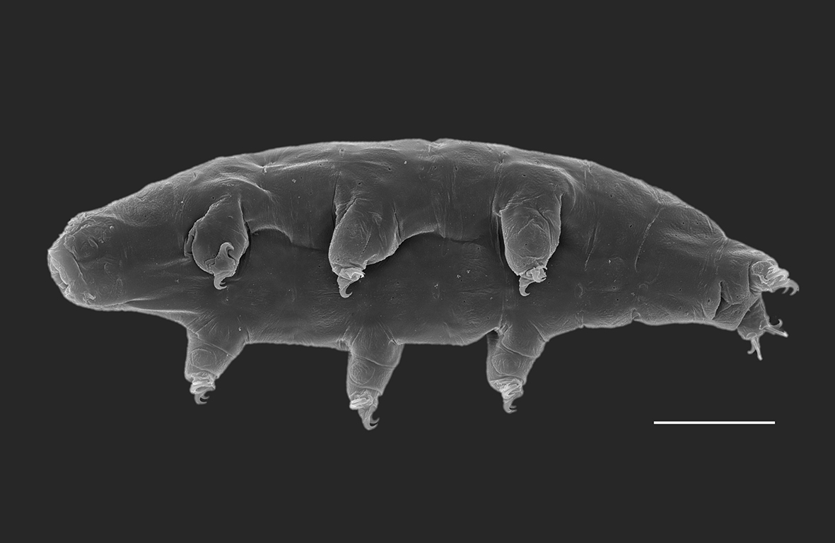 Male and female tardigrades are indistinguishable, so how do they tell the sexes apart? <a href="/ChartrainJusti1/">Justine C.</a> shows that female tardigrades can smell both sexes, hanging out with both, but males ignore other males and are only attracted to the scents of females
journals.biologists.com/jeb/article/22…
