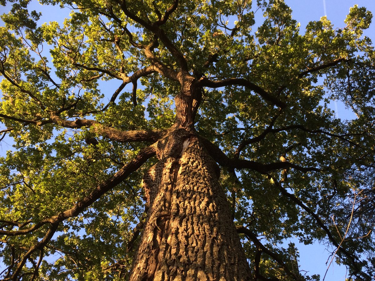 #thicktrunkwednesday 
Magnificent pedunculate #Oak in the park of the Hôtel Valpré, Ecully (Lyon)