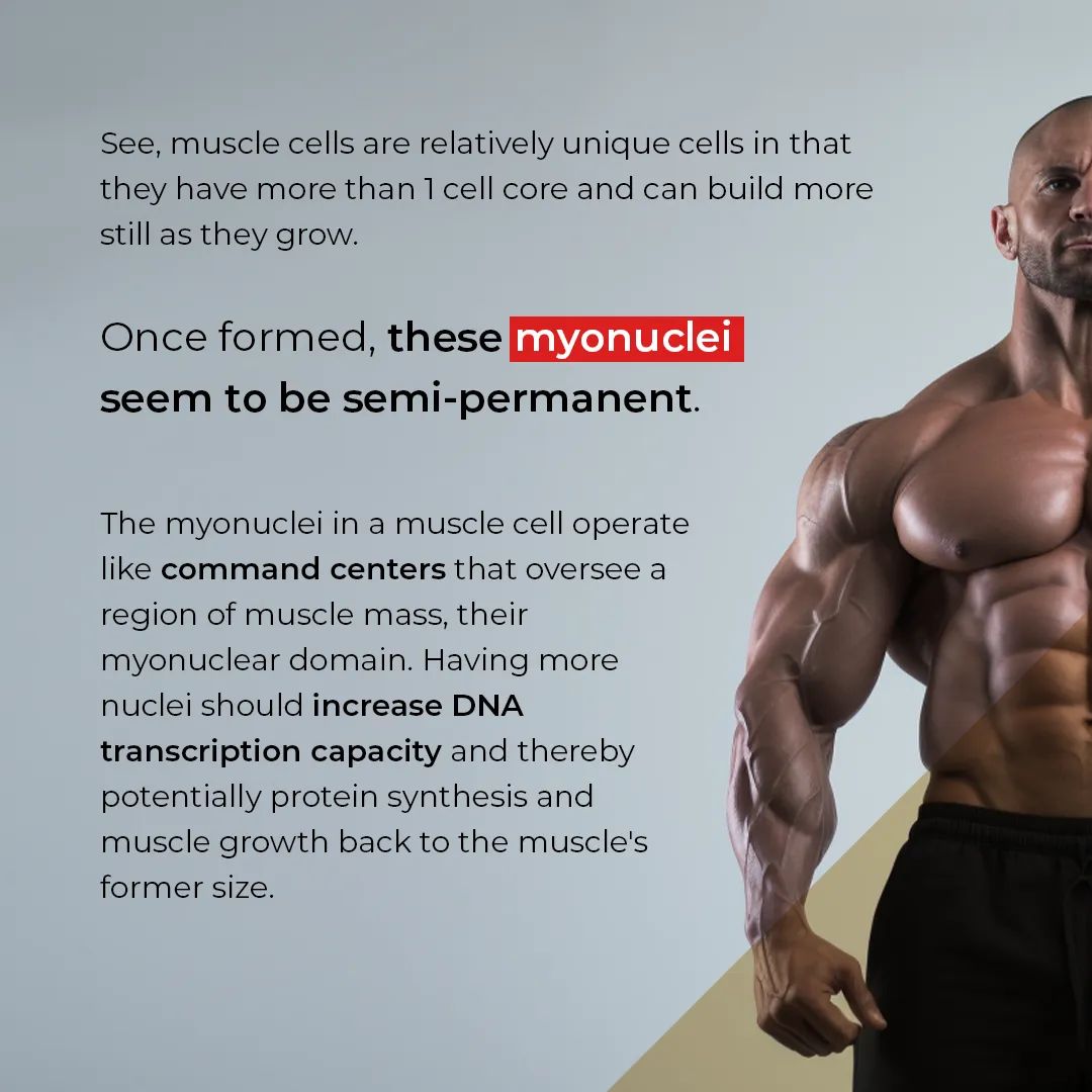MennoHenselmans's tweet photo. Steroids may give permanent muscle memory advantage, new study finds
#bodybuilder #bodybuilders #bodybuilderlifestyle #bodybuildermotivation #bodybuilderlife #mennohenselmans #personaltrainer #personaltrainers #personaltraining #personaltrainerlife #personaltraineronline https://t.co/KNpZtxV8Cw
