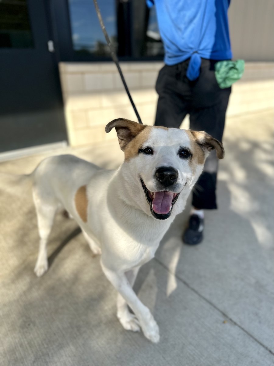 HoustonSPCA's tweet photo. Our lovable large dogs, like Suki, can't wait to greet you! Stop by our Adoption Center between 11 a.m. and 6 p.m. to get acquainted! 🐾
#LargeDogs #BigDogs #AvailableForAdoption https://t.co/dHrptUGo82