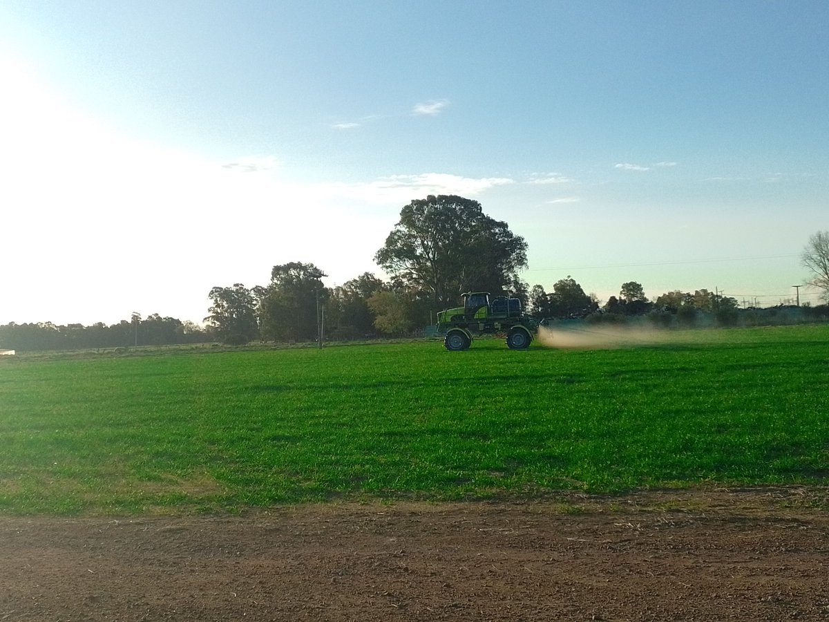 Martinpacheco13's tweet photo. Día de ensayo de bioestimulantes en fina junto a nuestro distribuidor,  planteando distintas  estrategias de nutrición 🌾🌾 #biosoluciones #bioestimulantes #nutrir  @ALZ_Agro https://t.co/iNORXiu8pw