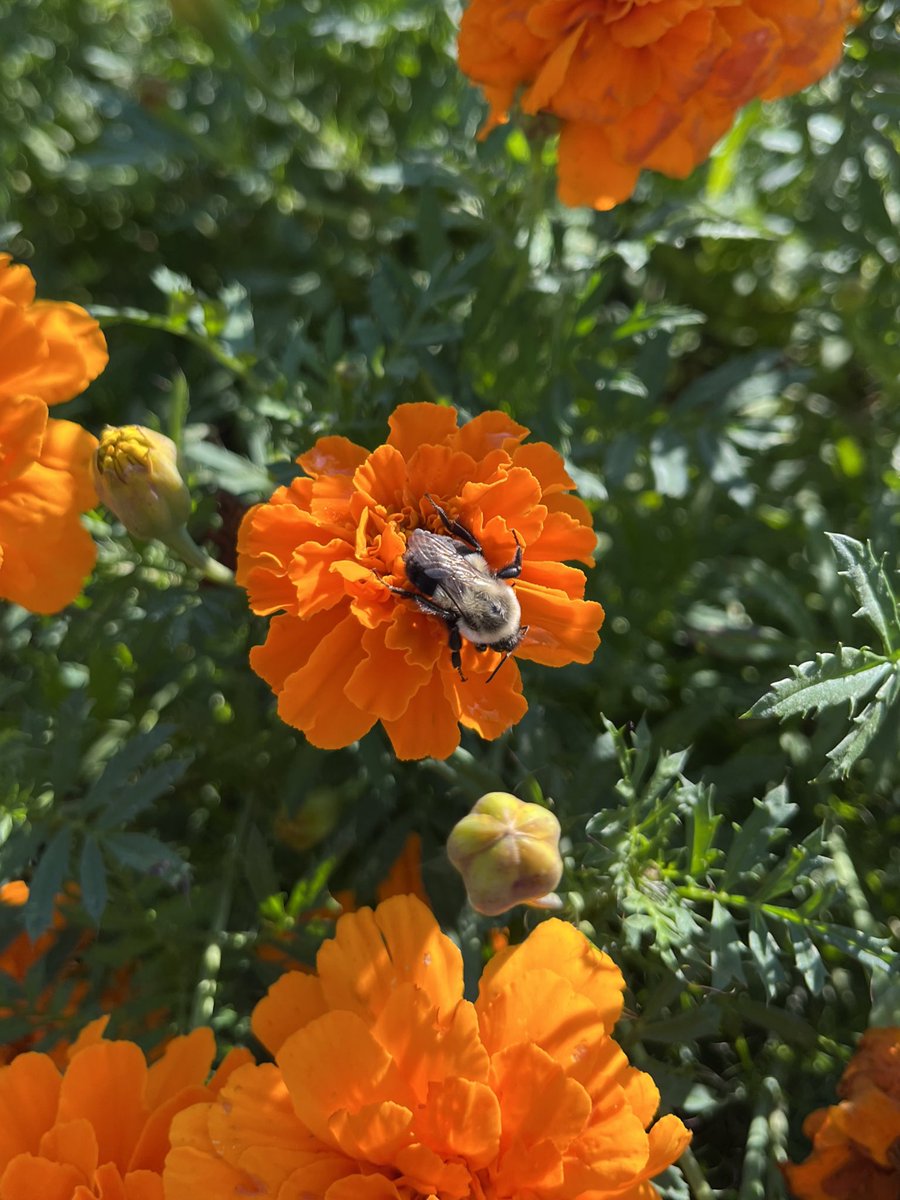 amanda• tweet media