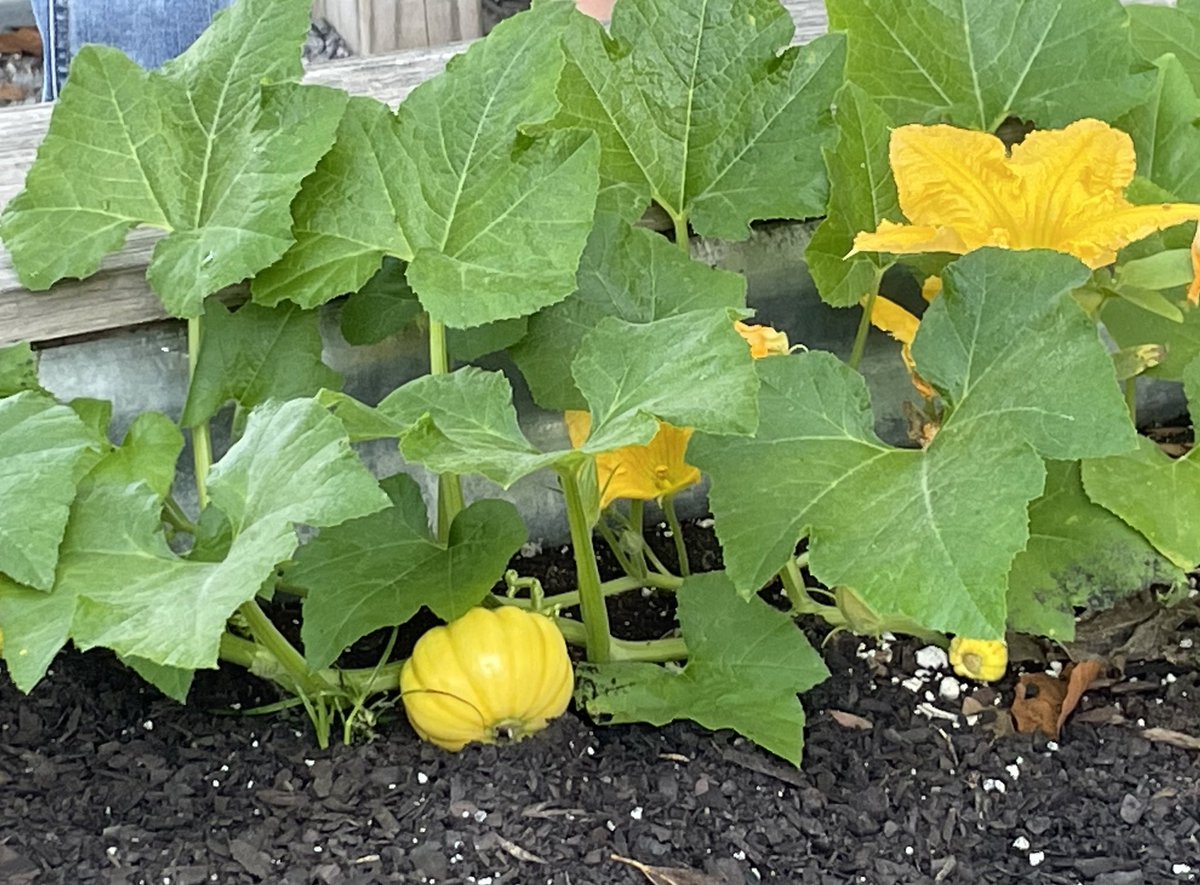 We spent a beautiful morning at the outdoor classroom watering our crops and learning all about bee bodies.  <a href="/NAAgriplex/">N. Alabama Agriplex</a> <a href="/EastElemCCS/">EastElementary</a>