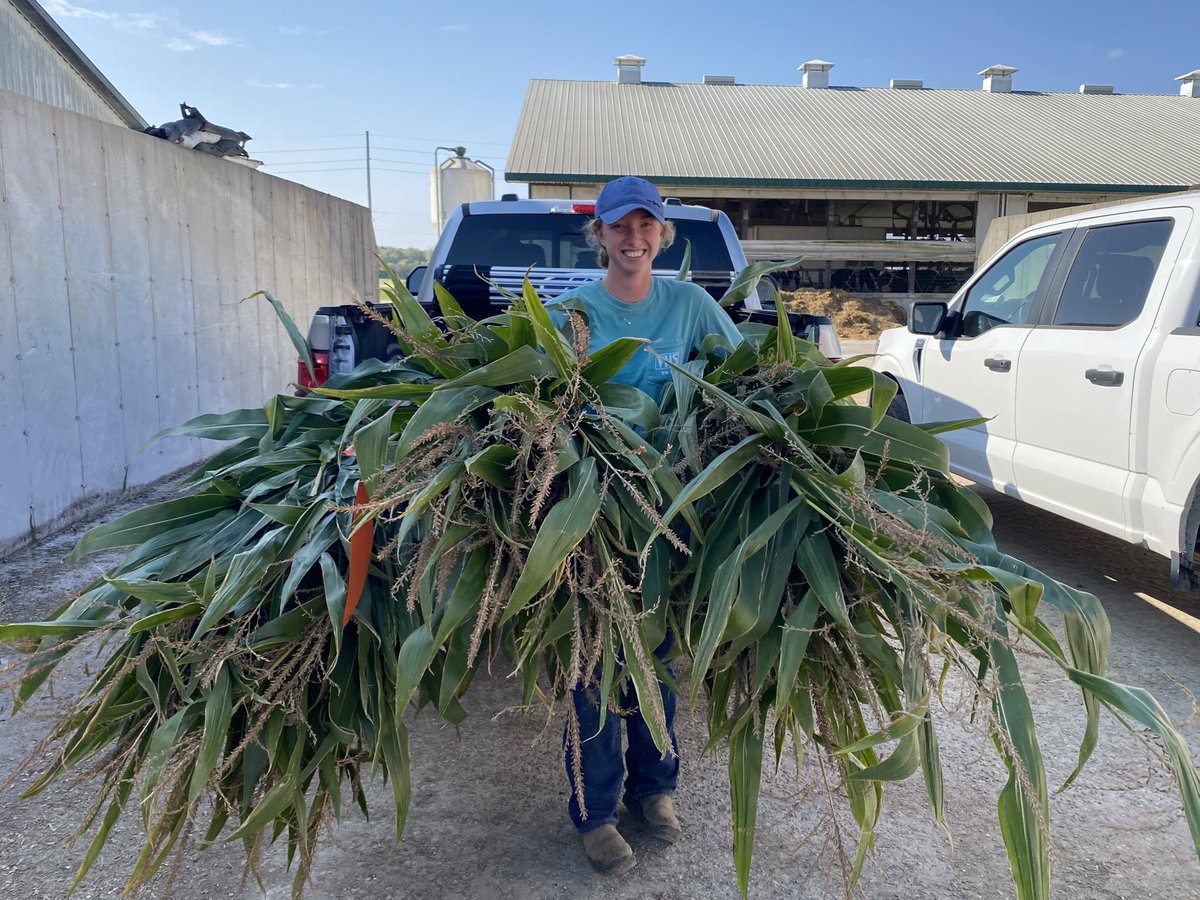 Lots of silage trials coming off this week 🐮 happy cows &amp; clean corn with #MiravisNeo <a href="/syngentacanada/">Syngenta Canada</a>