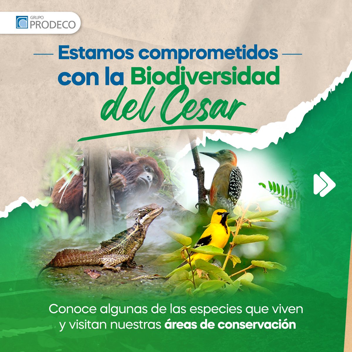 GrupoProdeco's tweet photo. 🔎🐿️En los estudios de biodiversidad que realizamos periódicamente, se observa alta diversidad de especies que dan cuenta del excelente estado de conservación en nuestras minas.
🌏Seguimos cumpliendo con nuestras obligaciones ambientales en el Cesar.✅
#Prodeco #Especies #Cesar https://t.co/hTFgeyV28t