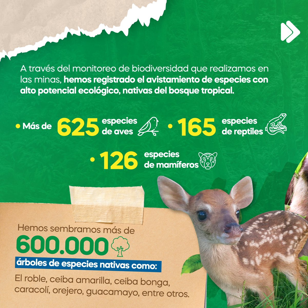 GrupoProdeco's tweet photo. 🔎🐿️En los estudios de biodiversidad que realizamos periódicamente, se observa alta diversidad de especies que dan cuenta del excelente estado de conservación en nuestras minas.
🌏Seguimos cumpliendo con nuestras obligaciones ambientales en el Cesar.✅
#Prodeco #Especies #Cesar https://t.co/hTFgeyV28t