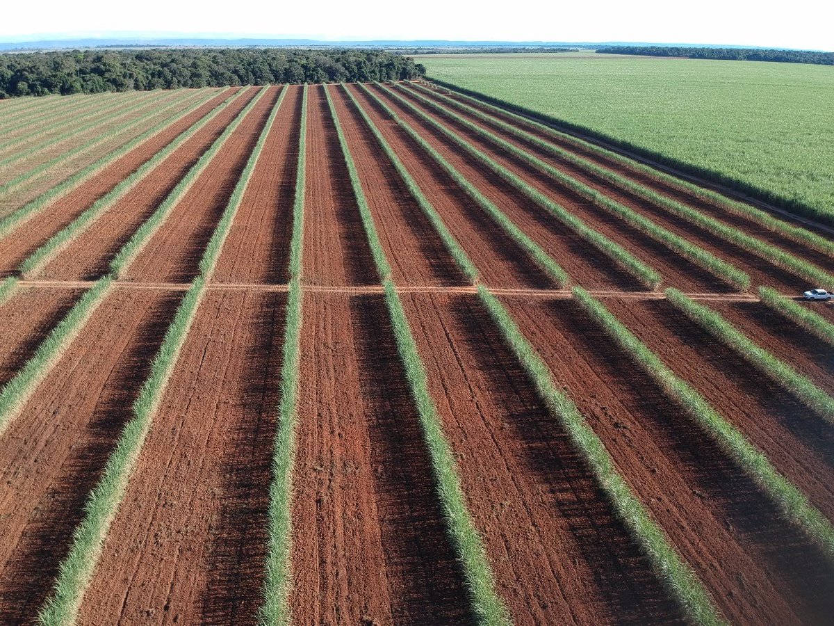 NorteAgroTO's tweet photo. 👩🏽🌾👨🏻🌾 📱📻🎙️ Importante parceria é consolidada por empresas para investigar a biologia do solo e, consequentemente, melhorar a produção de cana-de-açúcar. Gian Garcia, gerente de cana da Biotrop, fala sobre o assunto.
⏩ Confira: https://t.co/kxObQ4XNP1
#NorteAgroTO #Biotrop https://t.co/EHjO00axHD