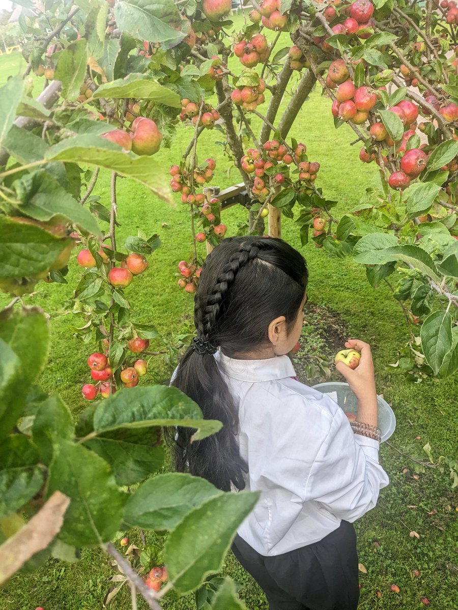 fimblack's tweet photo. Gathering the apples from our gloriously abundant apple tree with yr 7s in food and nutrition. Apple and berry crumble using surplus from @SumaWholefoods no waste by using peel for apple vinegar too. @connect_tha @HalifaxAcademy_ @NoChildBehindUK #apples #nowaste https://t.co/lyLzkDo5zo