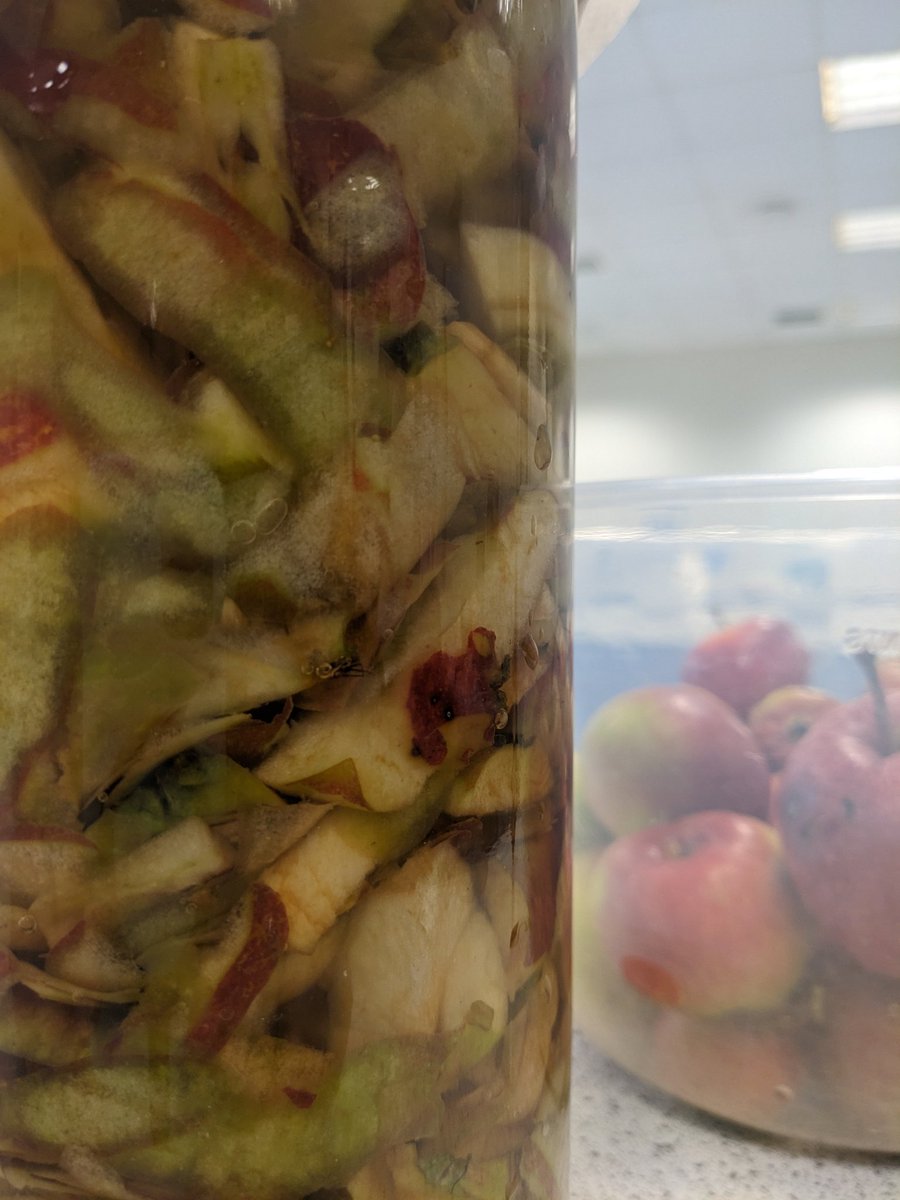 fimblack's tweet photo. Gathering the apples from our gloriously abundant apple tree with yr 7s in food and nutrition. Apple and berry crumble using surplus from @SumaWholefoods no waste by using peel for apple vinegar too. @connect_tha @HalifaxAcademy_ @NoChildBehindUK #apples #nowaste https://t.co/lyLzkDo5zo
