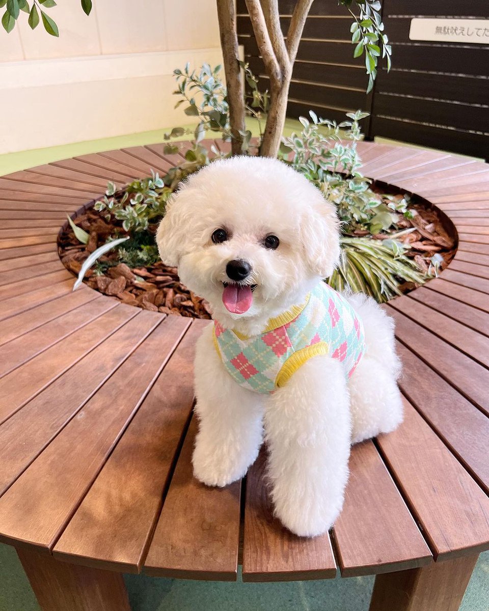 ChenHui79010's tweet photo. What a cute dog. Like it very much😍😍😍

#dog #dogsofinstagram #dogs #puppy #doglover #dogstagram #dogoftheday #doglife #instadog #doglovers #love #pet #puppylove #cute #puppiesofinstagram #pets #puppies #instagram #dogsofinsta #doggo #cat #dogphotography #petsofinstagram https://t.co/zcnvyIU050