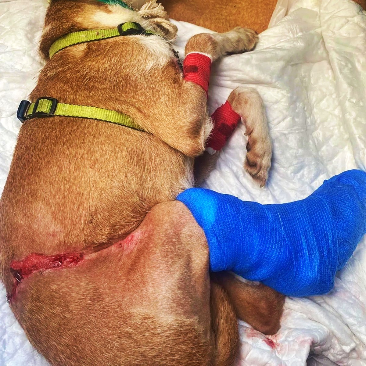 SOS Abuelos tweet media