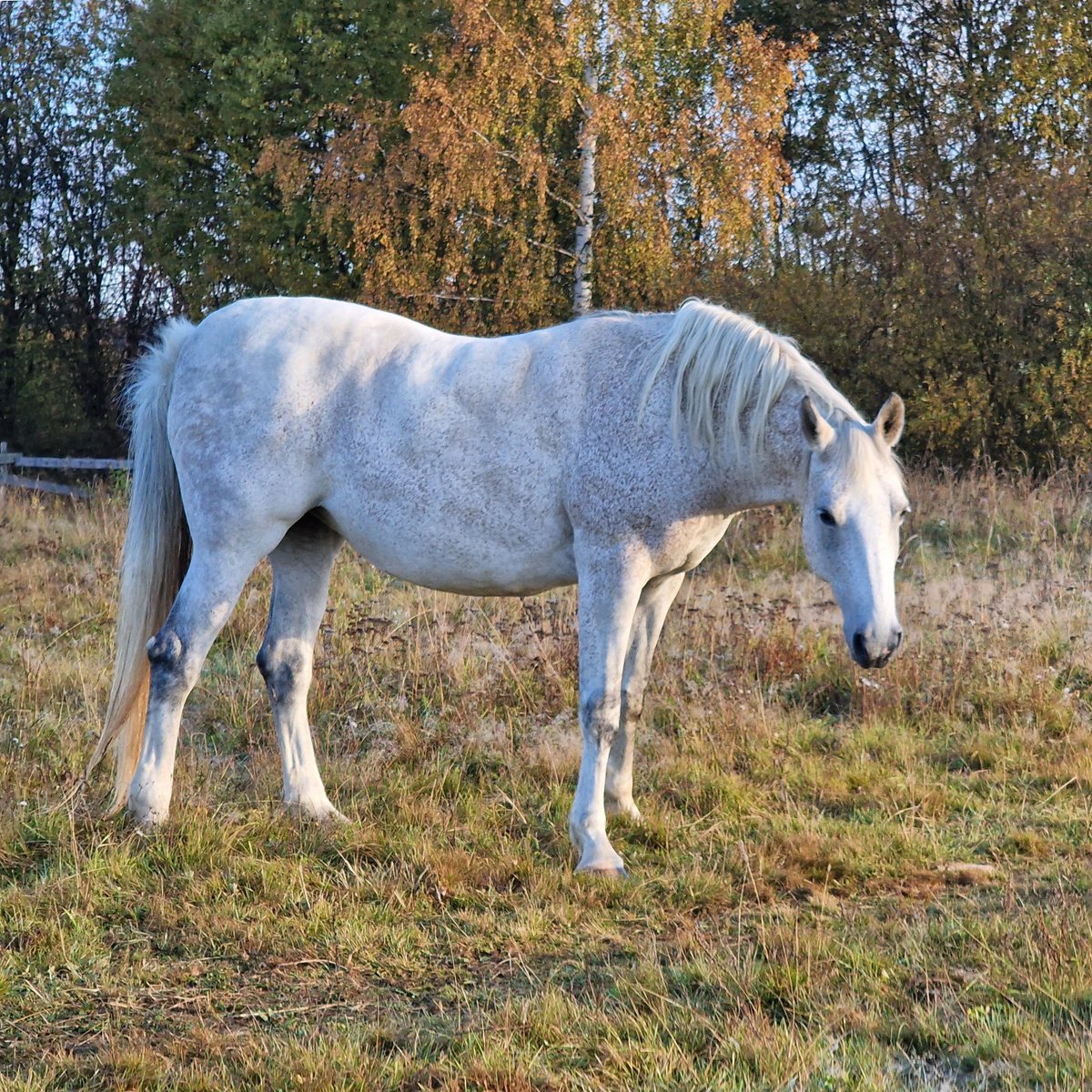 hoovesandviews's tweet photo. #horse https://t.co/wrj2bf3ntF
