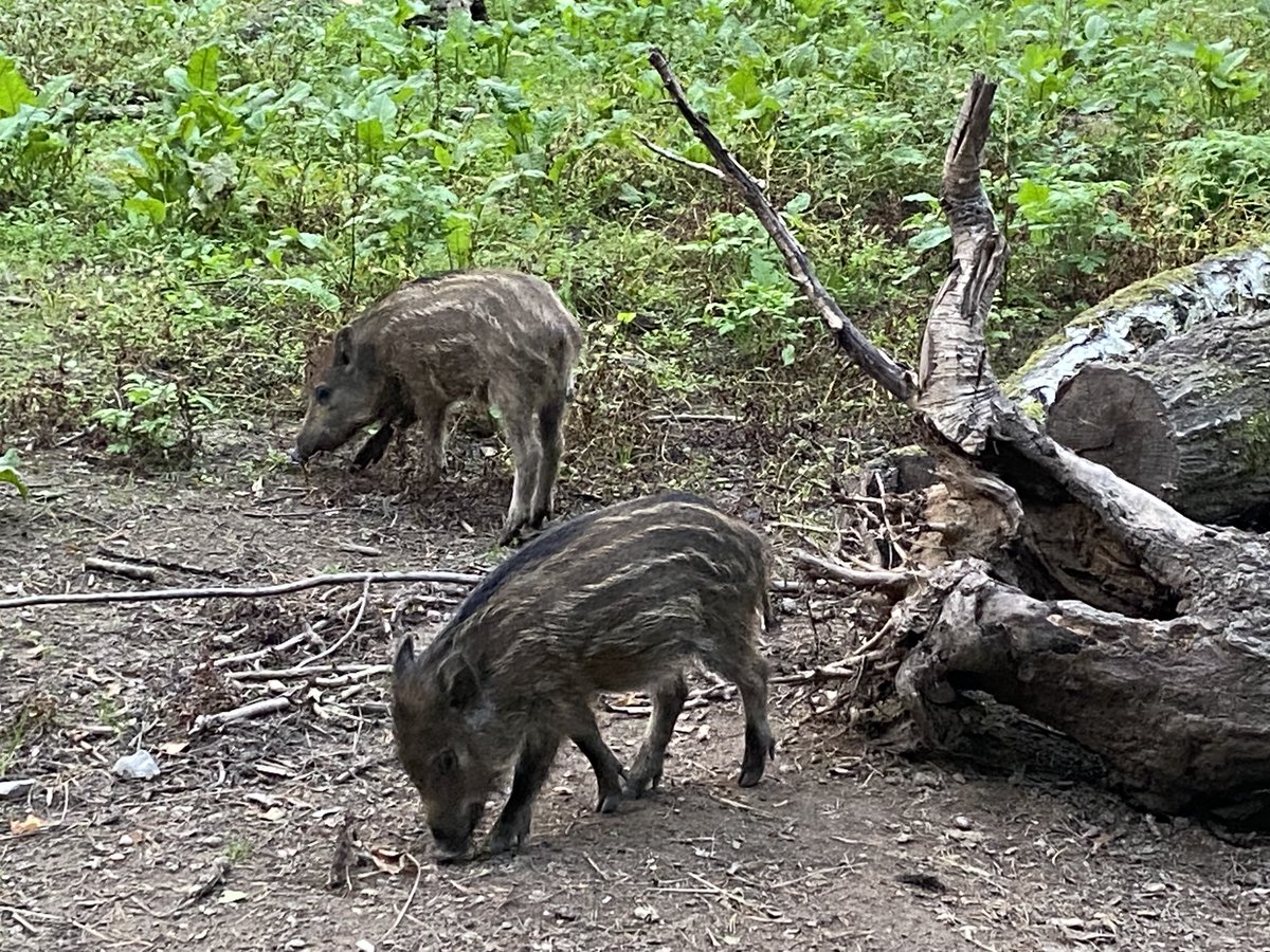 Titta vilka små nassar jag hittade på skogspromenaden!