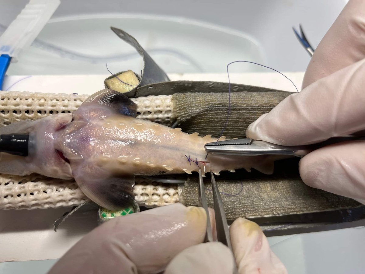 wfscjobs.tamu.edu/jobs/m-sc-stud…

M.S. Project <a href="/UToledo/">The University of Toledo</a> w/ <a href="/WDHintz/">Bill Hintz</a> studying juvenile lake sturgeon movements associated with <a href="/GLATOS_Fish/">GLATOS Telemetry</a> 

please RT