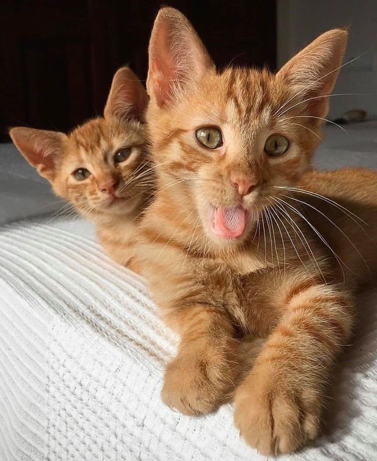 WE LOVE CATS tweet media