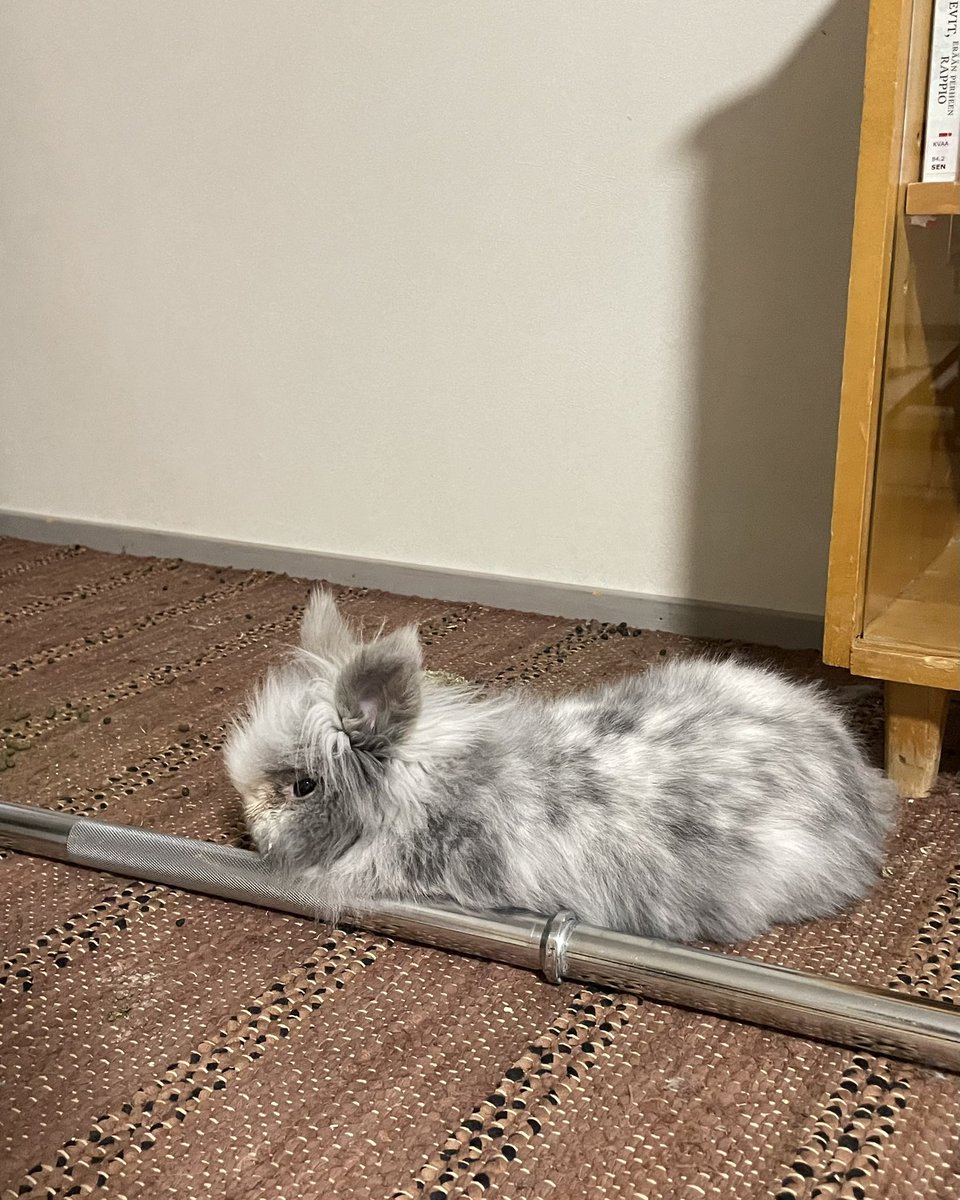 kaletherabbit's tweet image. Update . I got a barble.