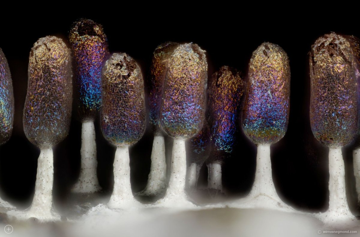 Hans Aarsman tweet media