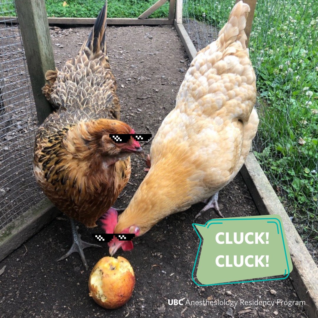 ubc_anes's tweet photo. Madam Cluck Cluck (left) and Turbo (right) remind you it's time to rock that exam! Sending loads of luck and positive vibes to all the R5 residents for their #RCPSC Written Exam tomorrow! Cluck, Cluck!!🐔🍀📚
Photo credit: Program Director - Dr. Zoe Brown's pet chickens https://t.co/eagliwC2gO