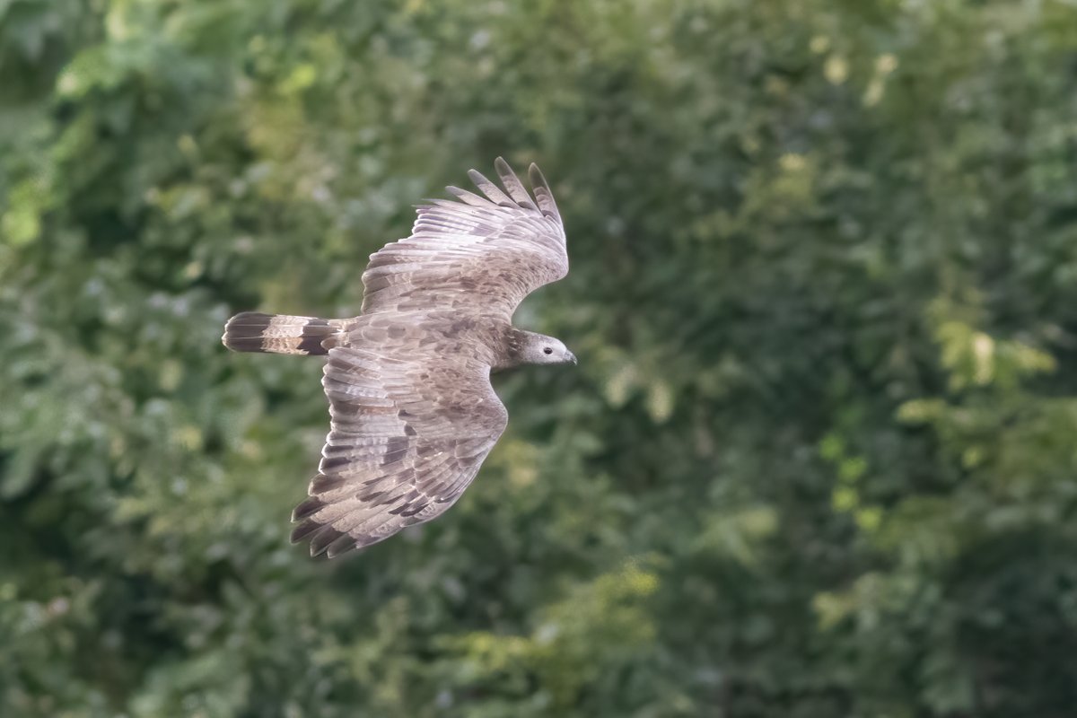 And last, but certainly not least: the ever-entertaining Crested Honey Buzzards continue to pass through! 
Some of them are basically within grabbing distance. 🤩
4/4
📸<a href="/MarcHeetkamp/">Marc Heetkamp</a>