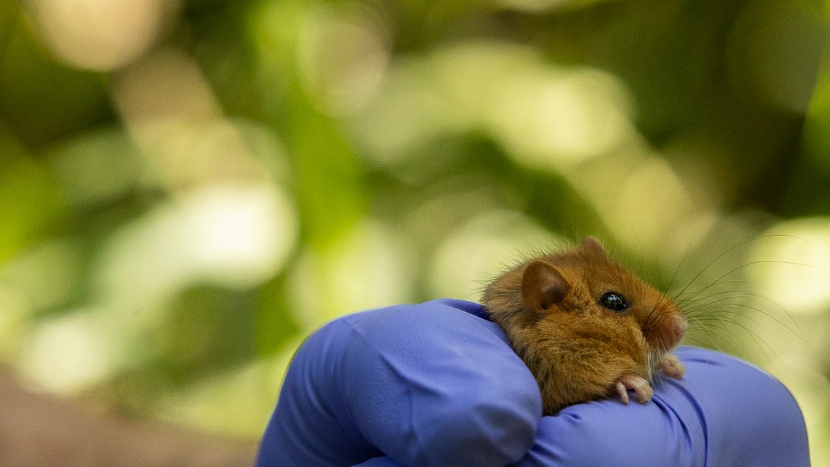 - One in six species is at risk of being lost from Great Britain
- 43% of all birds are at risk of extinction in the UK 
- The UK now has less than half of its biodiversity remaining
- UK wildlife is continuing to decline

That's according to the State of Nature report for 2023 -