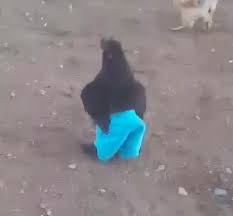 Numerus_Claus's tweet photo. Huhn mit Hose https://t.co/ngwKObkR21
