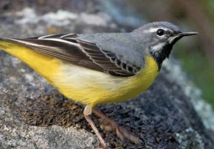 MSh2209's tweet photo. Viz style Top Tip.

For all those people like me who can't get out west to enjoy the current deluge of fancy Yank warblers. Simply go down to your local stream and squint.

You're welcome. https://t.co/ocltzp2yyC