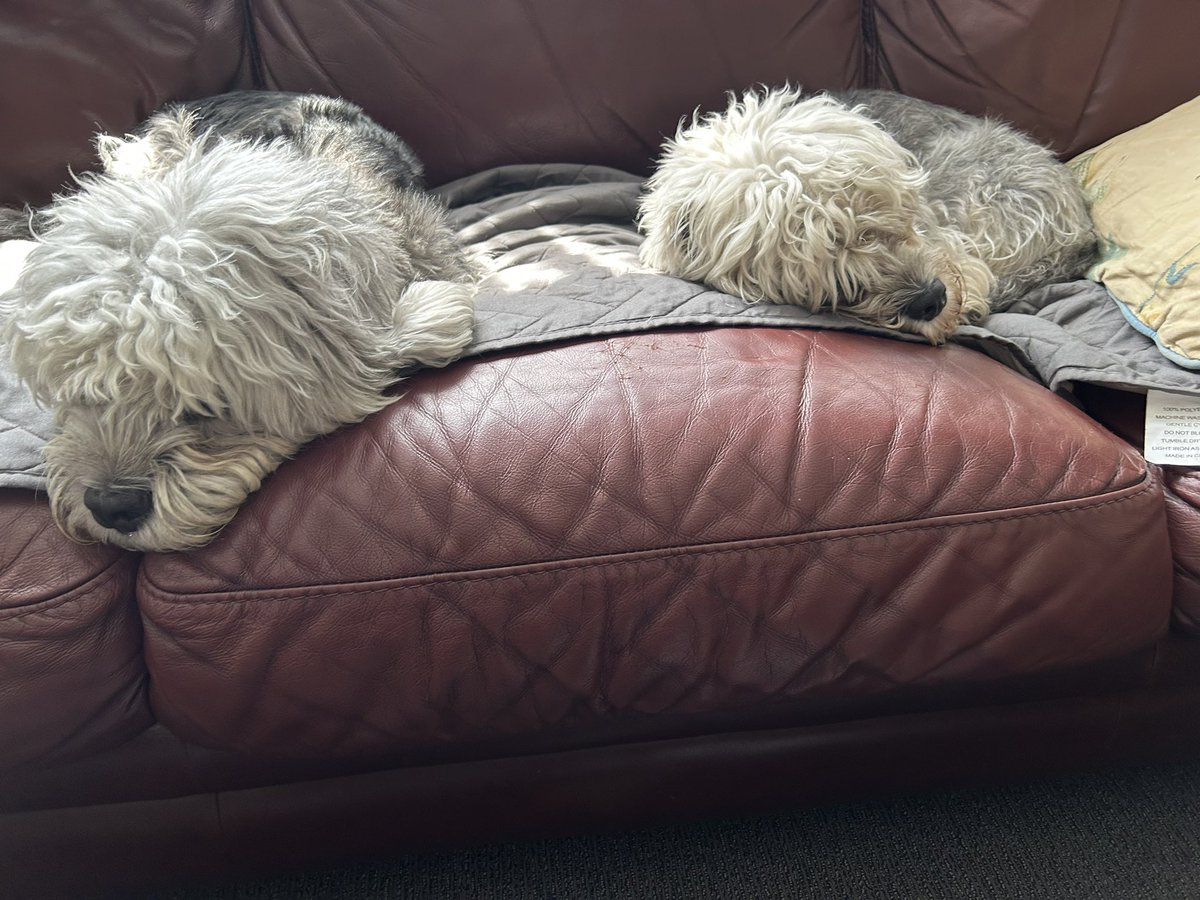 It’s been a minute. Here are some dog photos ♥️🐶♥️