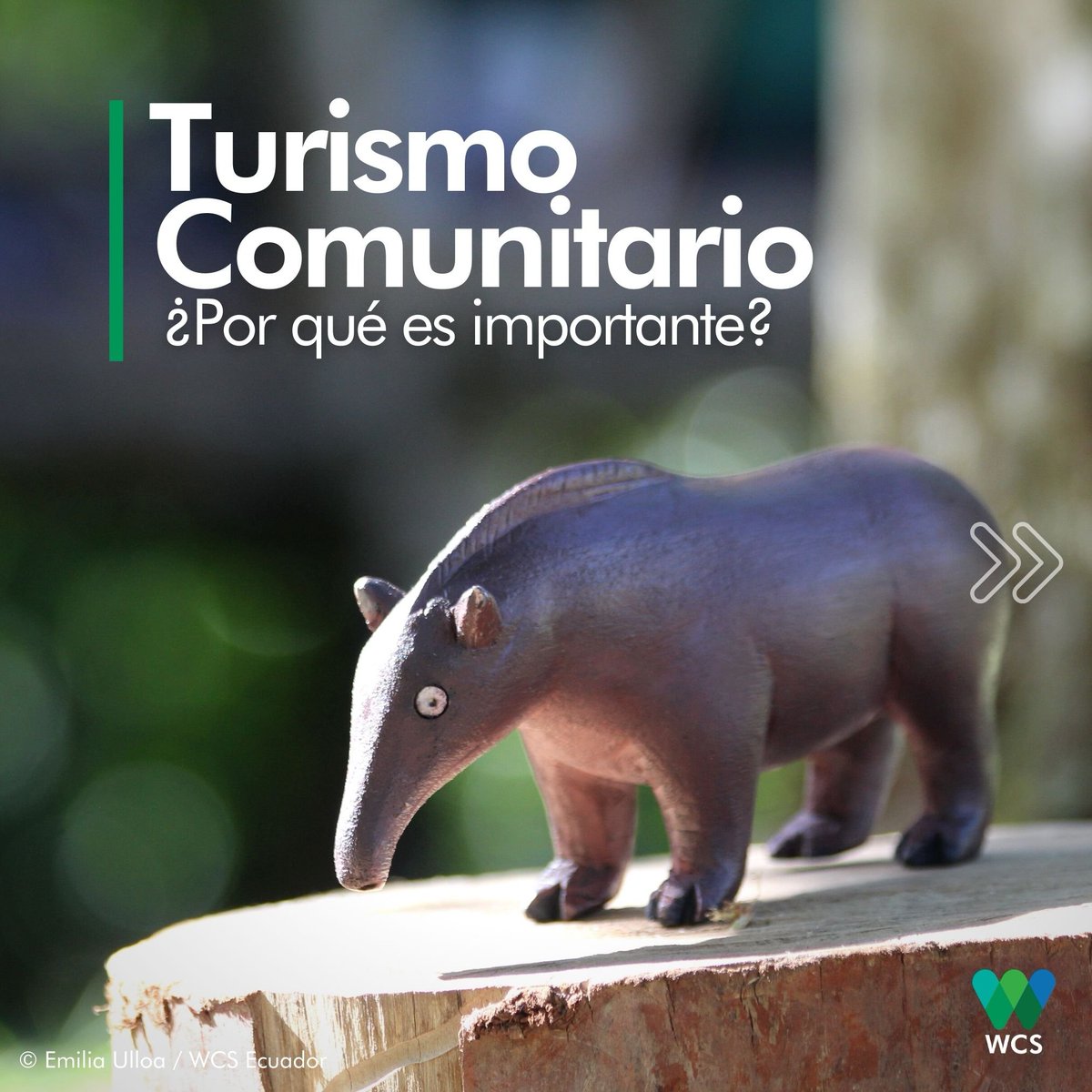 WCSEcuador's tweet photo. #DíaMundialdelTurismo | Hoy, el mundo celebra el #DíadelTurismo y desde @TheWCS promovemos el #TurismoComunitario. 🌱Esta práctica genera medios de vida más sostenibles, y al mismo tiempo, impulsa el empoderamiento de las comunidades y la conservación de la naturaleza. 😉
🖐️💚💙 https://t.co/GRNARULx6k