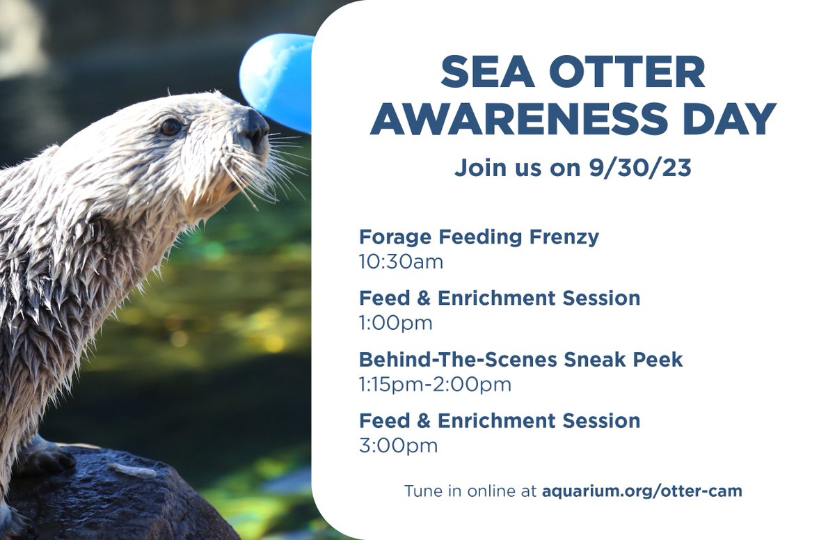 orcoastaquarium's tweet photo. Happy #SOAW! Join us at 10:30am on Sept 30 to watch as Oswald, Earle, and Schuster forage, feast, and flex their tool-use skills, and join us in the afternoon to see their behind-the-scenes digs!
https://t.co/EaqKUvfo0U 🦦
#seaotters #oregoncoast #oregoncoastaquarium https://t.co/JpqFOvYG14