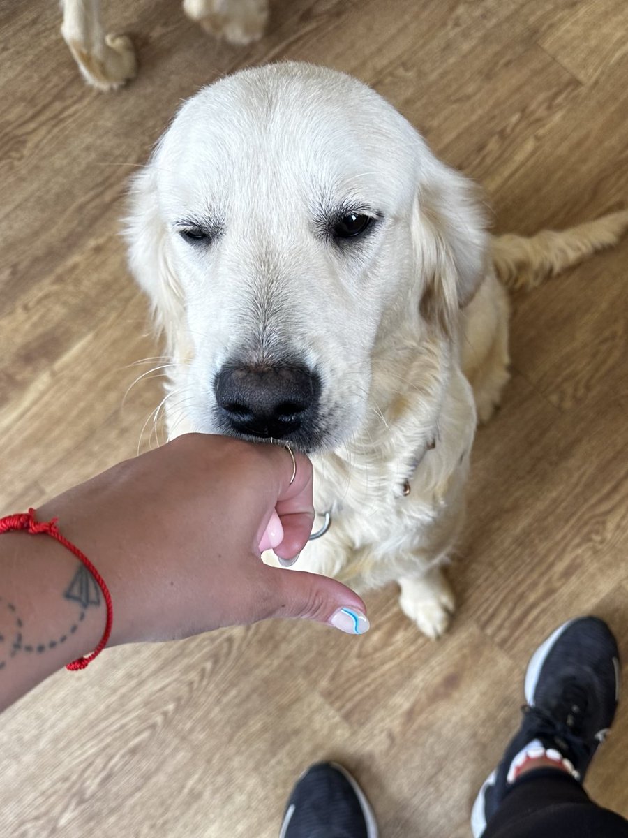 AdoptionsUk's tweet photo. Please retweet to HELP FIND THE OWNERS OF THESE 2 STRAY DOGS FOUND #CHESHAM #CHILTERN #BUCKINGHAMSHIRE #UK 

2 female Golden Retrievers chips not registered found 27 Sept. Now in a council pound, they could be missing from another region. Please share widely 🌟🌟🌟
DETAILS👇
https://t.co/gvko0pjw8t
#dogs #GoldenRetriever #Missing #Stolen @MissingPetsGB