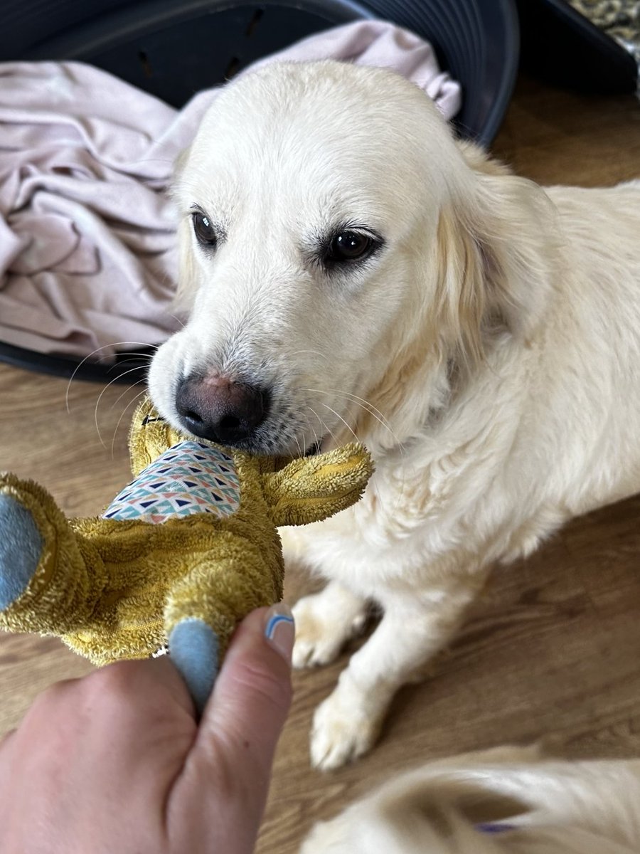 AdoptionsUk's tweet photo. Please retweet to HELP FIND THE OWNERS OF THESE 2 STRAY DOGS FOUND #CHESHAM #CHILTERN #BUCKINGHAMSHIRE #UK 

2 female Golden Retrievers chips not registered found 27 Sept. Now in a council pound, they could be missing from another region. Please share widely 🌟🌟🌟
DETAILS👇
https://t.co/gvko0pjw8t
#dogs #GoldenRetriever #Missing #Stolen @MissingPetsGB