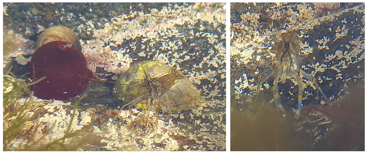 Treebeard_793's tweet photo. Amongst the daily stream of dire #ecological &amp; #environmental news, just a reminder that you're never too old to go #rockpooling . I for one will never grow out of it. A glimpse in to another world.
#marinelife #coast #naturalhealthservice #rockpoolproject
 #Ardnamurchen https://t.co/P92ERBft5c