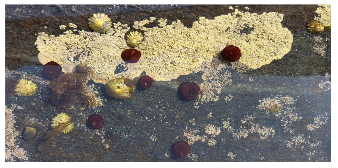 Treebeard_793's tweet photo. Amongst the daily stream of dire #ecological &amp; #environmental news, just a reminder that you're never too old to go #rockpooling . I for one will never grow out of it. A glimpse in to another world.
#marinelife #coast #naturalhealthservice #rockpoolproject
 #Ardnamurchen https://t.co/P92ERBft5c