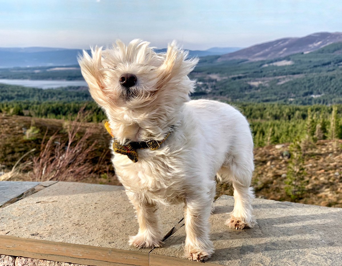 Tell me it’s windy in Scotland, without telling me it’s windy in Scotland. I’ll go first. 🤣 #scotland #cairngormsnationalpark #dogsofx #westie #visitscotland