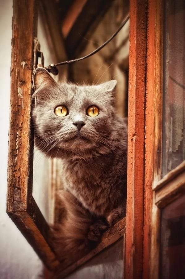 Un chat, un vase de fleur &amp; des livres !...
A vous les poètes : ...