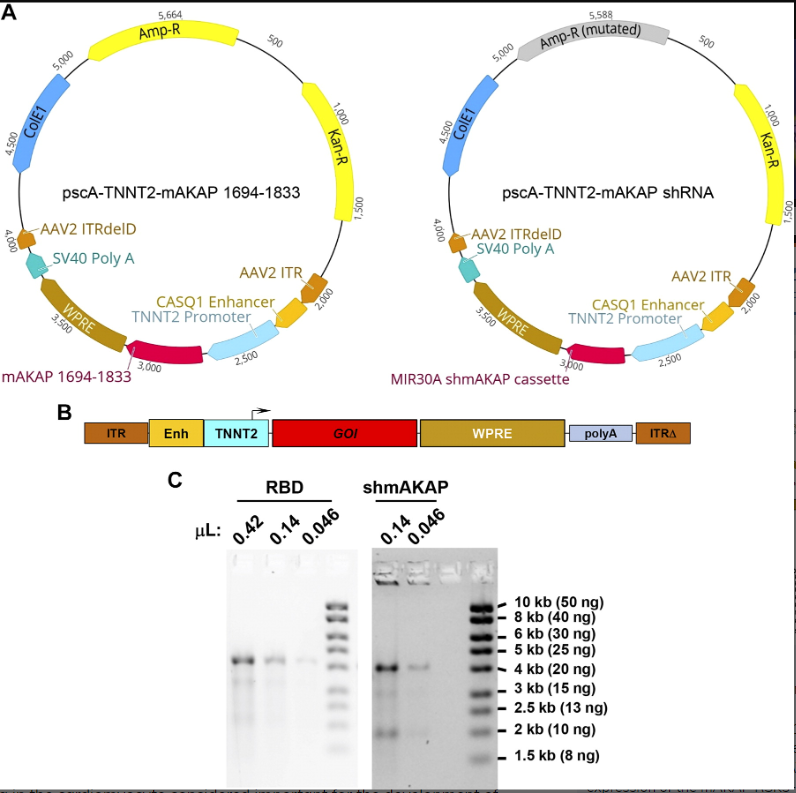 🔓This 📃 assessed biodistribution following antegrade intracoronary &amp; intravenous delivery of two self-complementary serotype 9 AAV biologics designed to target signaling in the cardiomyocyte considered important for the development of #heart failure.

🖱ow.ly/LfLq50PNYcz