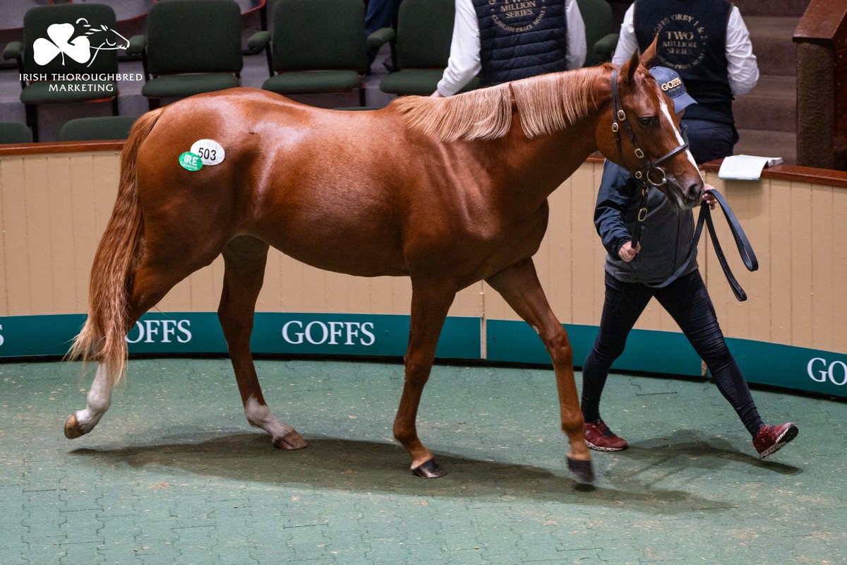 Lot 5⃣0⃣3⃣ from <a href="/loughtownstud/">Paddy Burns</a> draws plenty of admirers at <a href="/Goffs1866/">Goffs</a> Orby Sale Book One. 🥰

Filly by <a href="/DarleyEurope/">Darley in Europe</a> Kildangan Stud multiple G1 winner &amp; <a href="/worldsbesthorse/">IFHA's Longines World's Best Racehorse Rankings</a> Ghaiyyath (IRE) sells to <a href="/godolphin/">Godolphin</a> for €400,000.

#GoffsOrby 🇮🇪